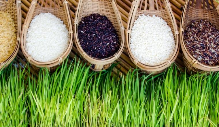 Giá lúa gạo hôm nay 20/10/2022: Duy trì ở mức ổn định