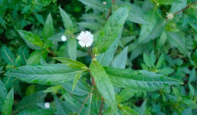 cây nhọ nồi là cây gì