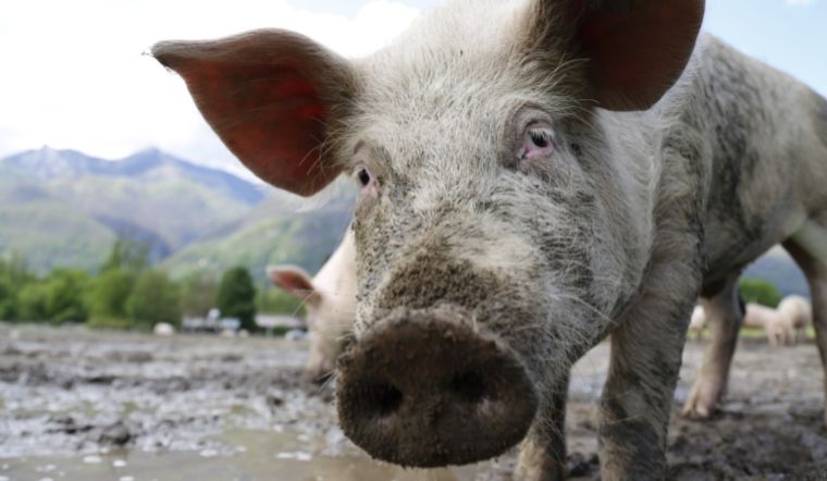 Giá heo hơi hôm nay 21/10/2022: Biến động trái chiều