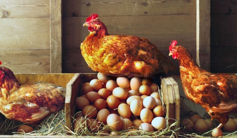 Giá gia cầm hôm nay 21/10/2022: Gà Minh Dư và vịt tại Đồng Nai có biến động