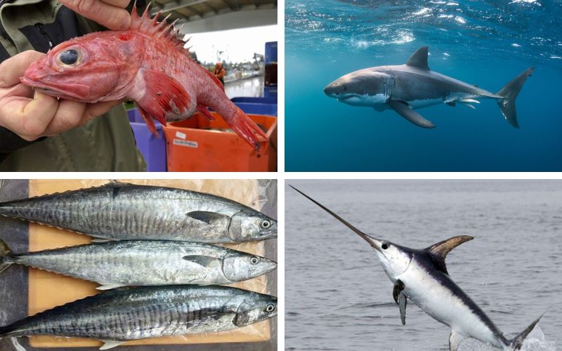 Đây là những loại cá biển dễ bị nhiễm thủy ngân nhất bạn không nên ăn