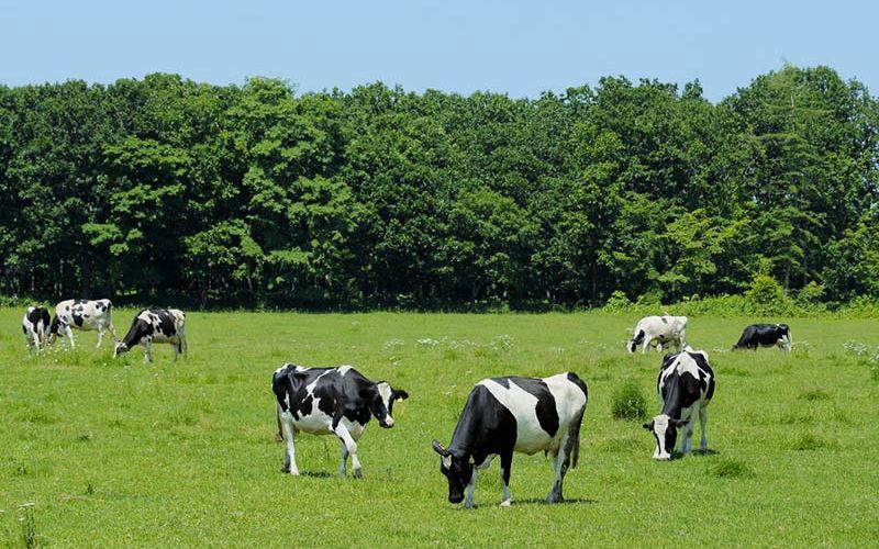 Tìm hiểu về sữa tươi Hokkaido nội địa Nhật được nhiều mẹ Việt tin dùng