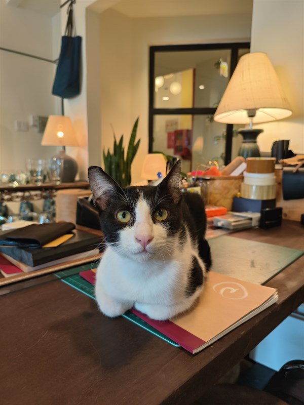 Chú mèo trông đáng yêu quá các bạn nhỉ? Chú mèo trông đáng yêu quá các bạn nhỉ?