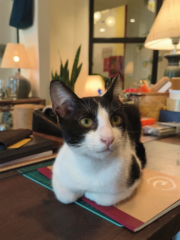 Khi chuyển sang chế độ chân dung thì máy nhận diện chủ thể rất chính xác. Khi chuyển sang chế độ chân dung thì máy nhận diện chủ thể rất chính xác.