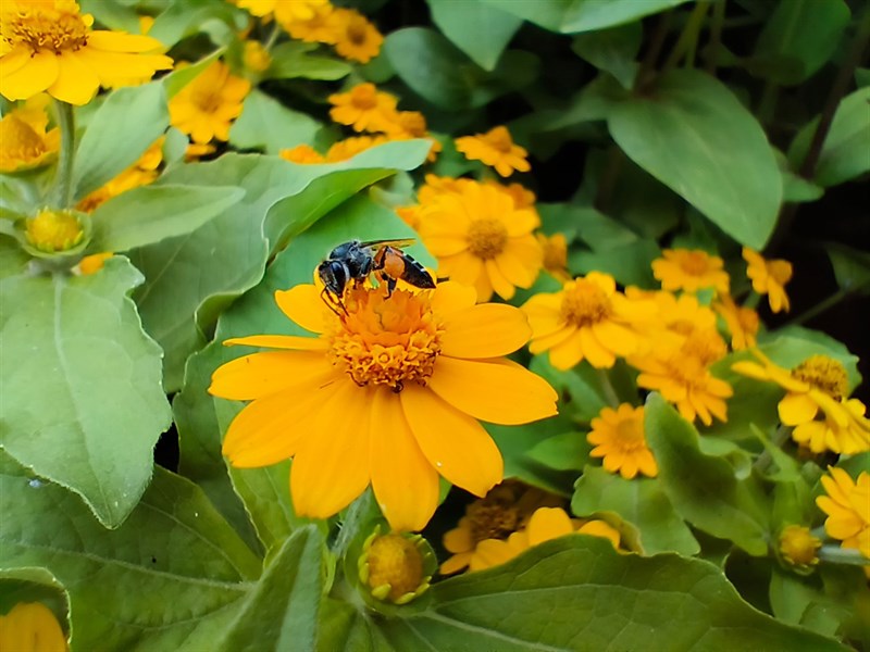 Ảnh chụp từ camera macro của OPPO Reno8 Pro 5G. Ảnh chụp từ camera macro của OPPO Reno8 Pro 5G.