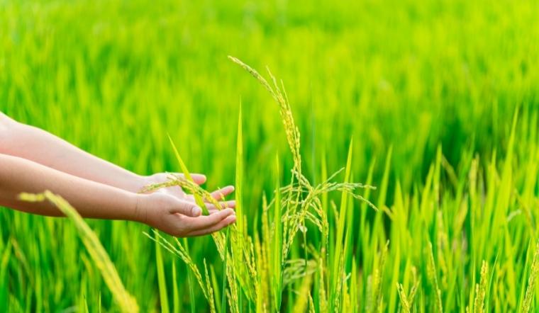 Giá lúa gạo hôm nay 21/10/2022: Thị trường giá lúa gạo ổn định