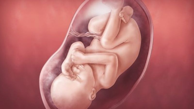 Một số phát triển ở thai nhi 38 tuần