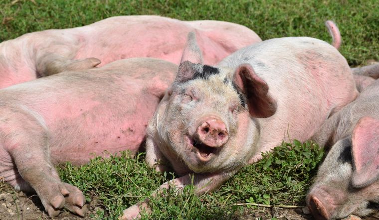 Giá heo hơi hôm nay 22/10/2022: Các tỉnh thành đều đi ngang