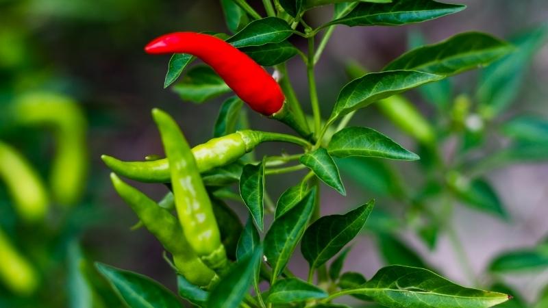 Giá ớt hôm nay 22/10/2022 mới nhất