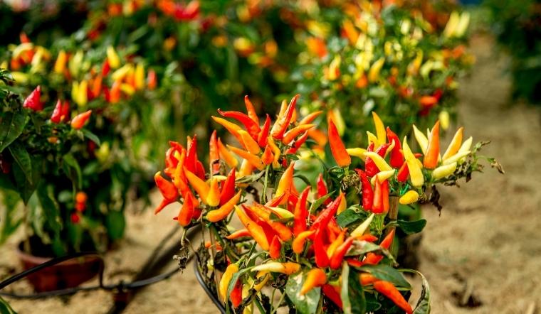 Giá ớt hôm nay 22/10/2022: Giá ớt cổ nhì và ớt xuất khẩu liên tục giảm 