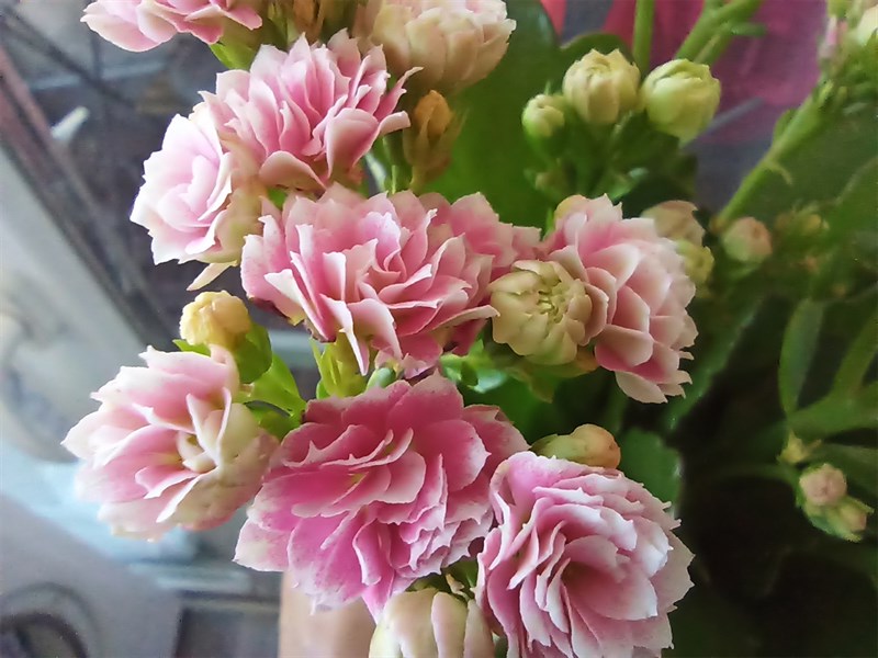 Ảnh chụp bởi camera macro của POCO M5s trông khá nhòe và mềm mại ở các chi tiết phức tạp