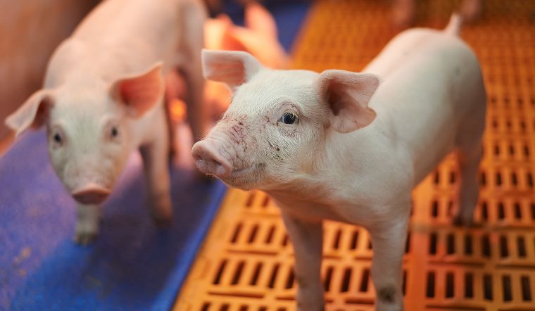 Giá heo hơi hôm nay 24/10/2022: Tiếp tục ổn định ở nhiều nơi