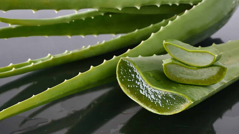 Aloe vera contains many vitamins, minerals, amino acids, and beneficial active ingredients for the skin