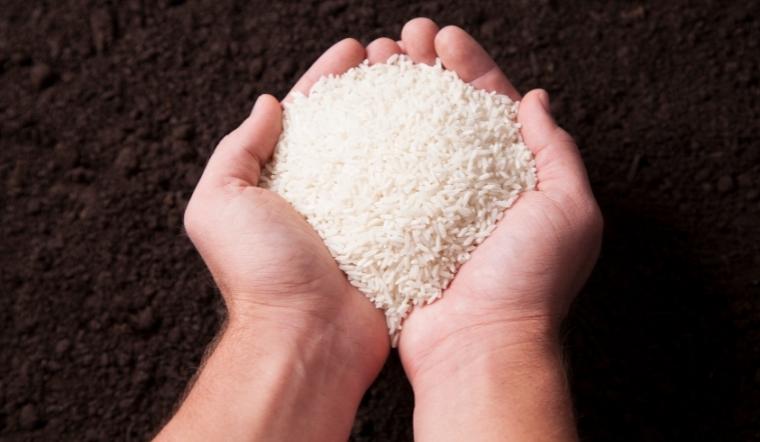 Giá lúa gạo hôm nay 24/10/2022: Tăng giá mạnh trên nhiều giống lúa