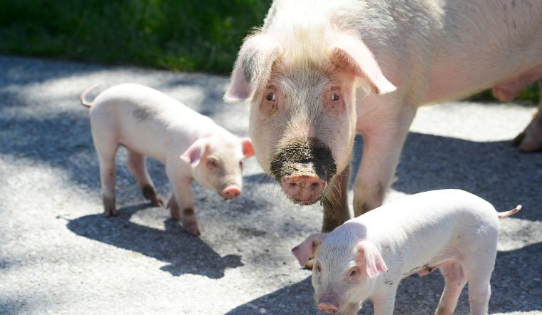 Giá heo hơi hôm nay 25/10/2022: Giảm từ 1.000 đồng/kg đến 3.000 đồng/kg