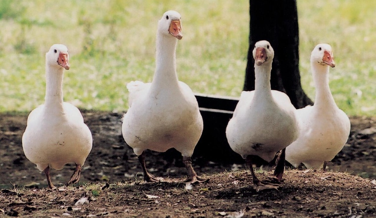 Giá gia cầm hôm nay 25/10/2022: Tiếp tục bình ổn giá