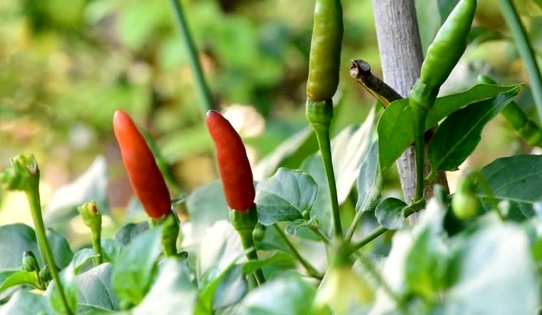 Giá ớt hôm nay 25/10/2022: Giá ớt không biến động nhiều