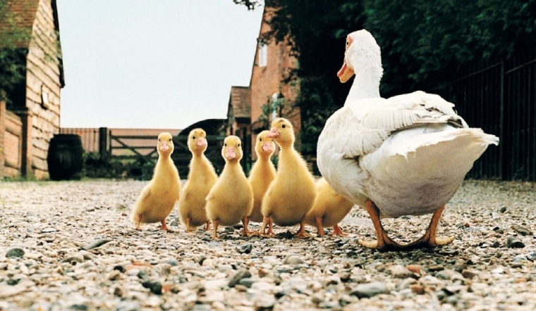 Giá gia cầm hôm nay 26/10/2022: Thêm 1 ngày giá đi ngang