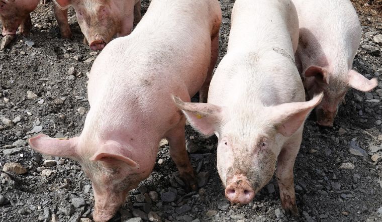 Giá heo hơi hôm nay 26/10/2022: Tiếp tục giảm từ 1.000 đến 3.000 đồng/kg