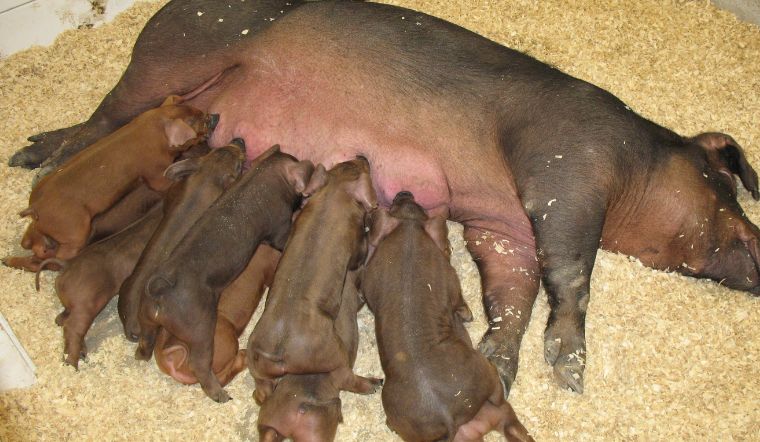 Giá heo hơi hôm nay 27/10/2022: Giảm cao nhất 2.000 đồng/kg