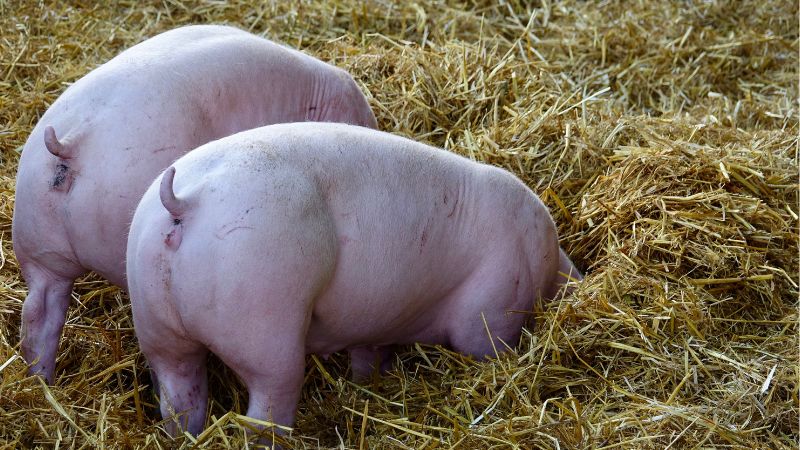 Giá heo hơi hôm nay 27/10 tại miền Nam