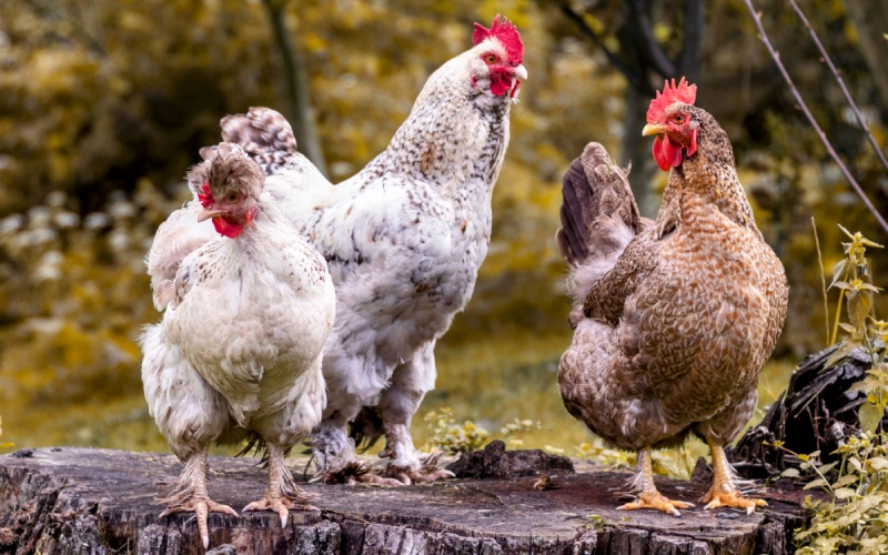 Giá gà hôm nay 27/10