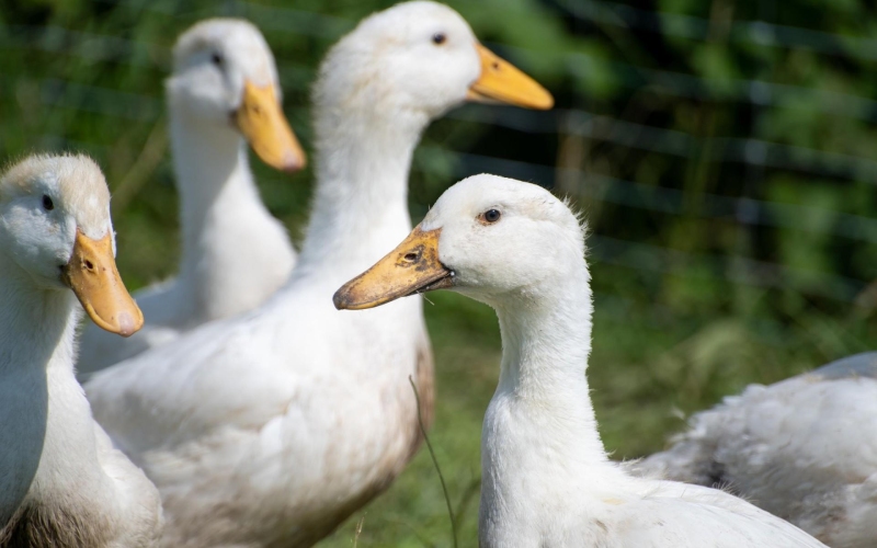 Giá vịt hôm nay 27/10