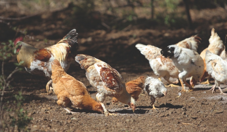 Giá gia cầm hôm nay 27/10/2022: Duy trì đà đi ngang