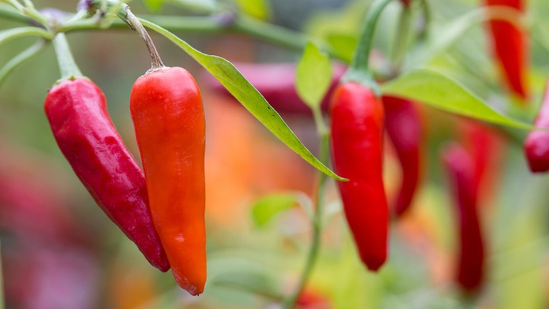 Giá ớt hôm nay 27/10/2022 mới nhất