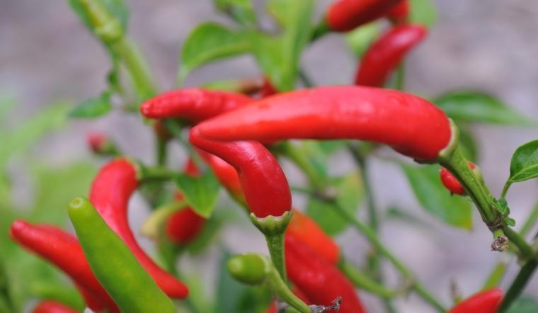 Giá ớt hôm nay 27/10/2022: Giá ớt cả nước tiếp tục đi ngang