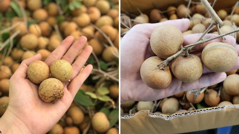 Despite the high price, bap cai lychee is still sought after by many people