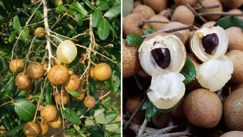 This type of lychee is also larger than other types of lychee