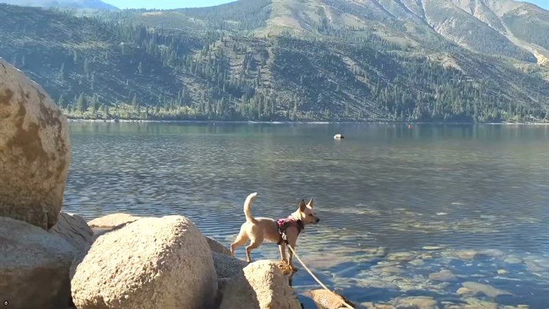 Những tấm ảnh zoom lên cũng không gặp phải hiện tượng vỡ nét quá nhiều. Nguồn: Google. 