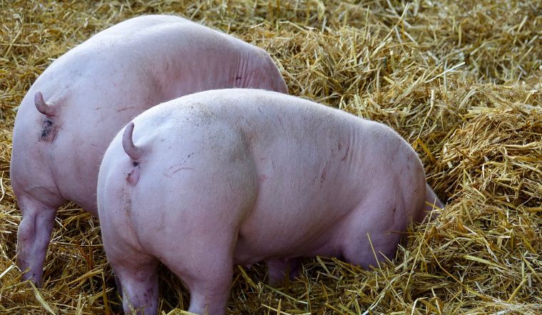 Giá heo hơi hôm nay 28/10/2022: Tiếp tục giảm ở một vài nơi