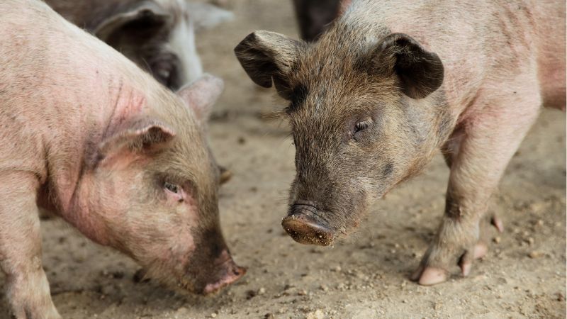 Giá heo hơi hôm nay 28/10 tại miền Nam