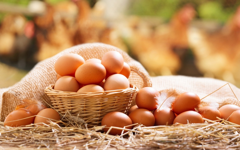 Giá trứng gà hôm nay 28/10