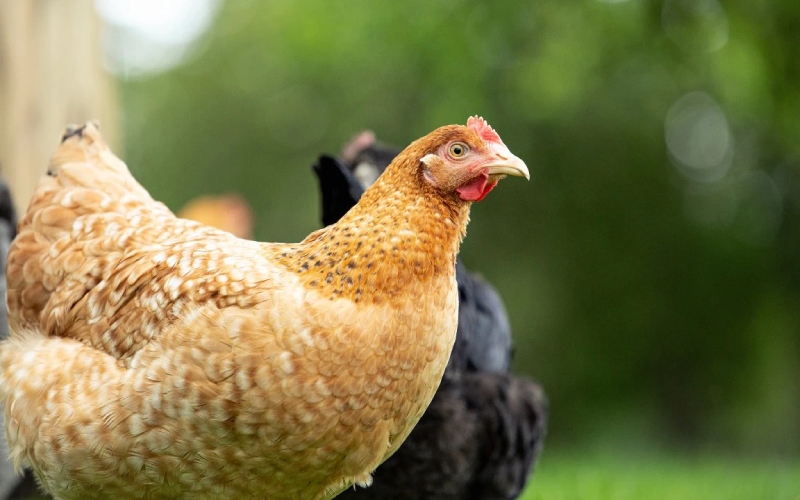 Giá gà hôm nay 29/10