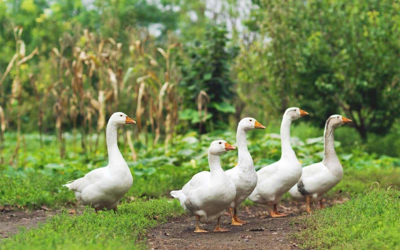 Giá vịt hôm nay 29/10