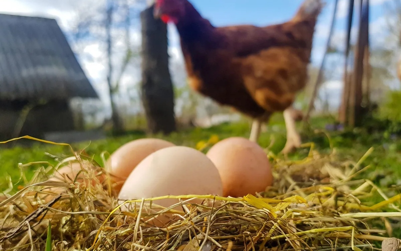 Giá trứng gà hôm nay 29/10