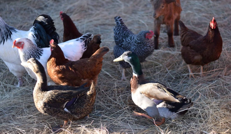 Giá gia cầm hôm nay 29/10/2022: Ngày cuối tuần ổn định