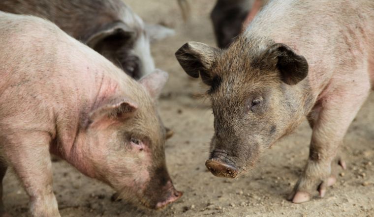 Giá heo hơi hôm nay 29/10/2022: Biến động không đồng nhất