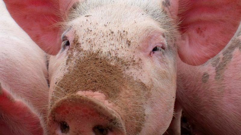 Giá heo hơi hôm nay 29/10 tại miền Bắc