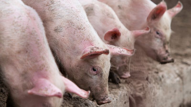 Giá heo hơi hôm nay 29/10 tại miền Trung, Tây Nguyên