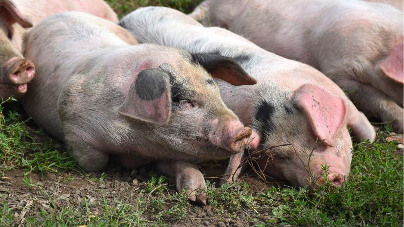 Giá heo hơi hôm nay 29/10 tại miền Nam