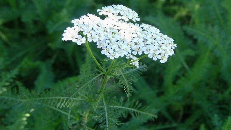 Yarrow là một loại thảo mộc thơm có nhiều đặc tính dược lý như các hoạt động chống viêm và chống dị ứng