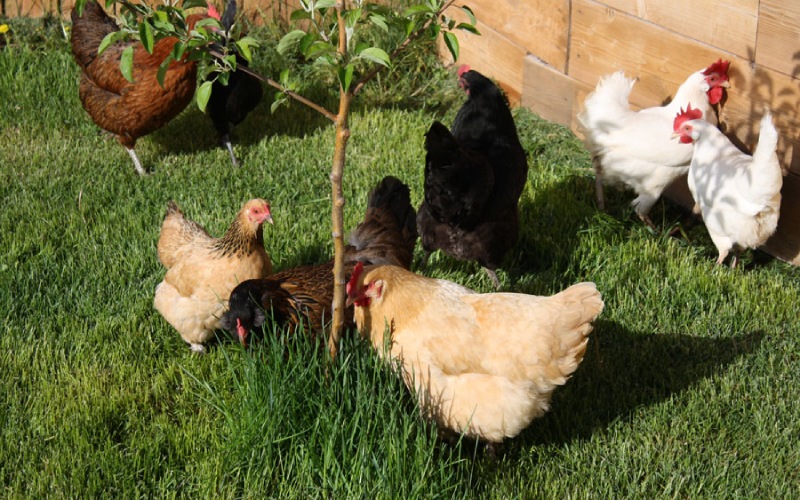 Giá gà hôm nay 31/10