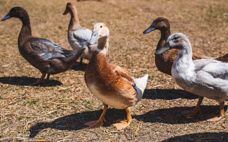 Giá vịt hôm nay 31/10