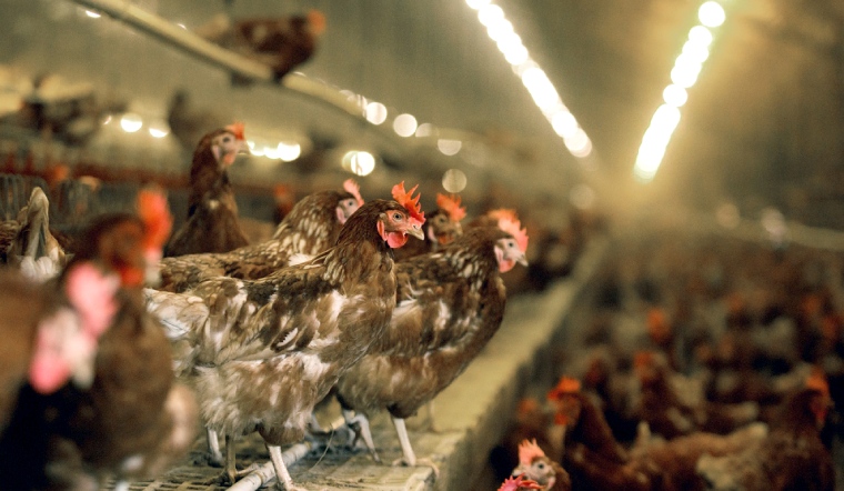 Giá gia cầm hôm nay 31/10/2022: Tuần mới bình ổn giá bán