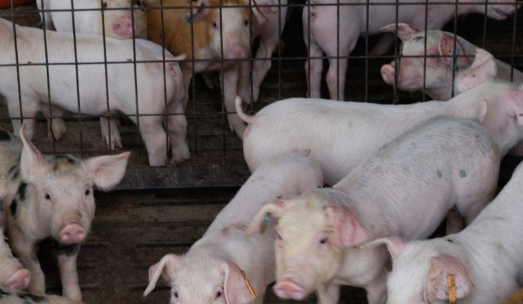Giá heo hơi hôm nay 1/11/2022: Cả nước giảm 1.000 - 3.000 đồng/kg