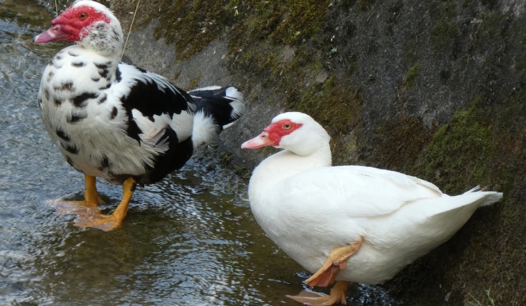 Giá gia cầm hôm nay 01/11/2022: Giá bán tiếp tục không đổi